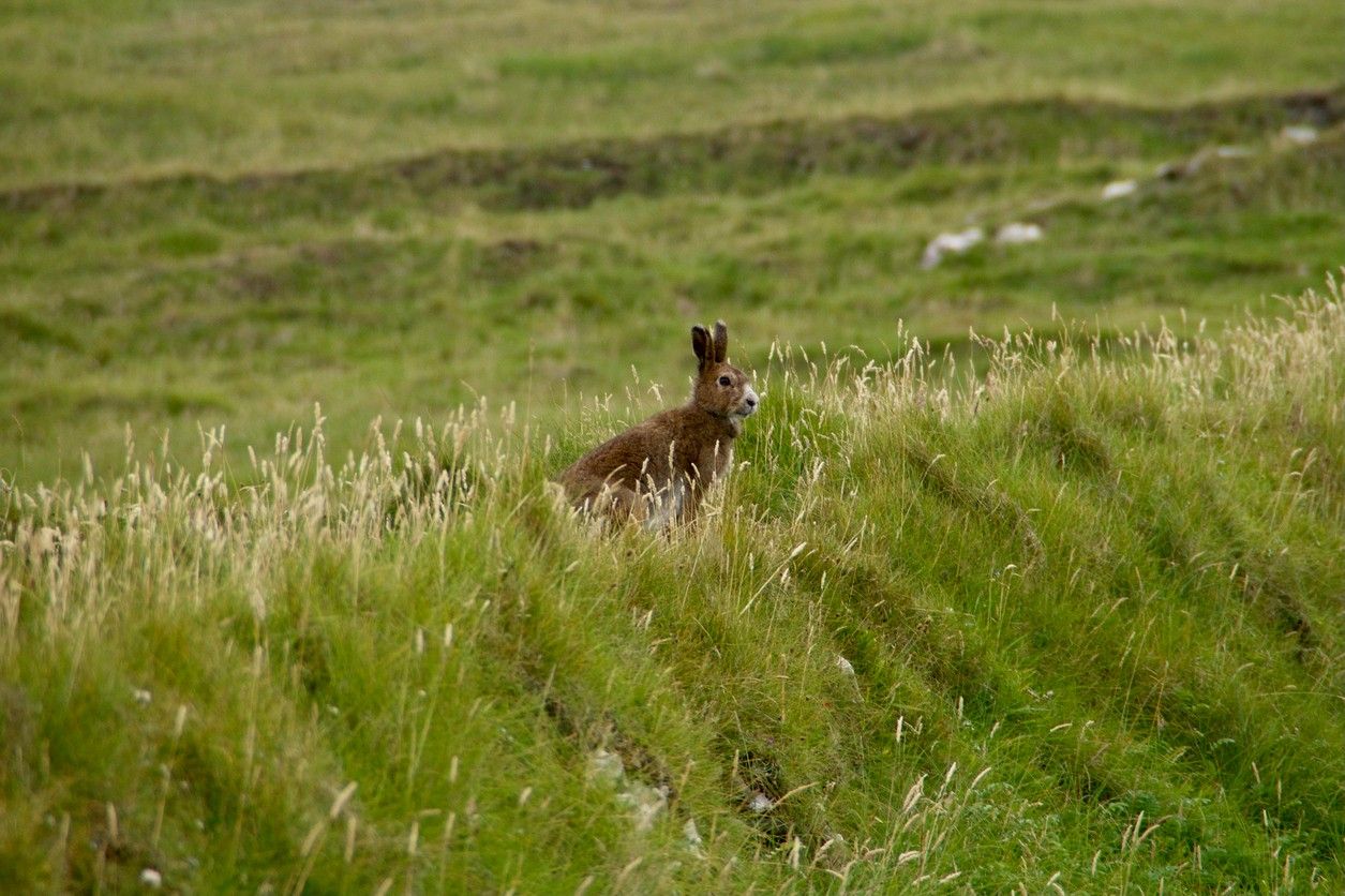 irish hare