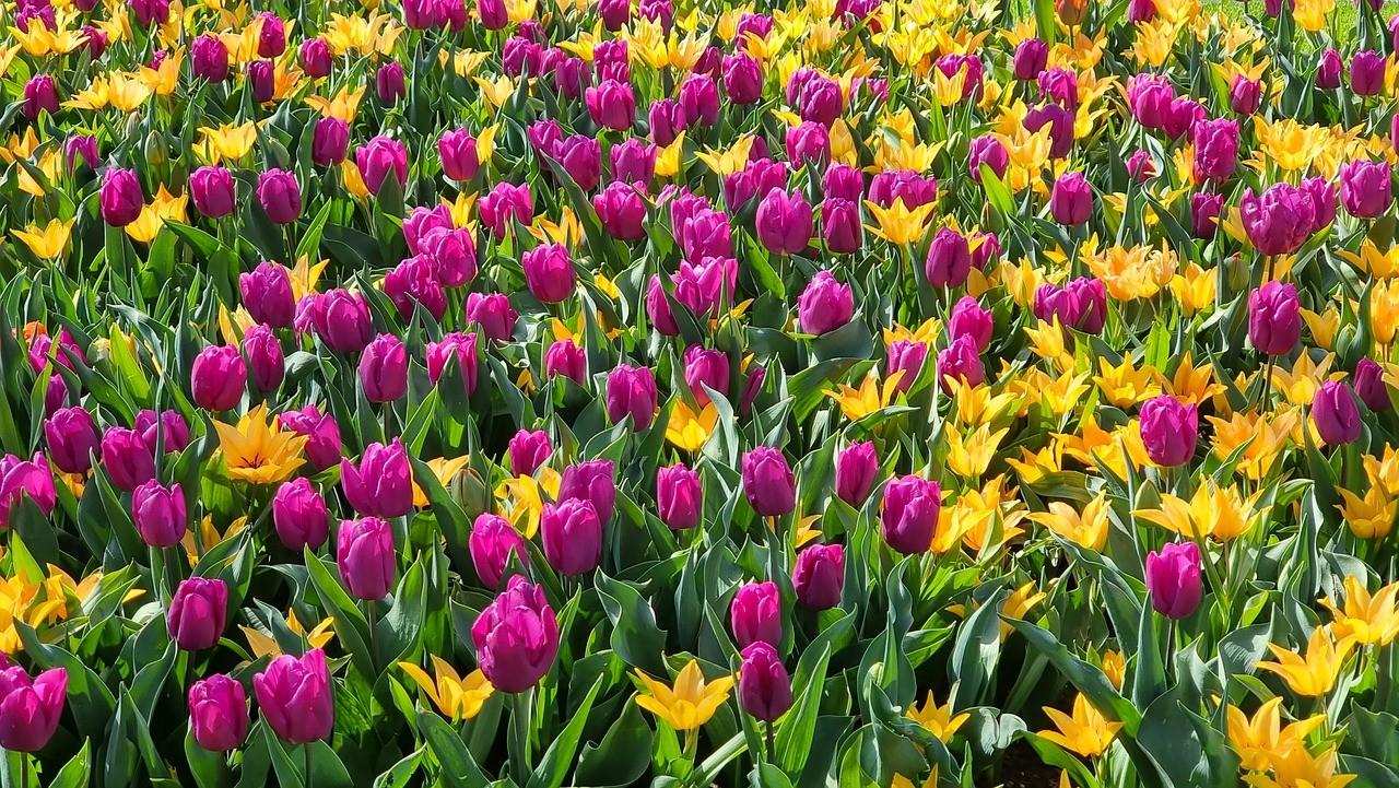 Keukenhof Gardens