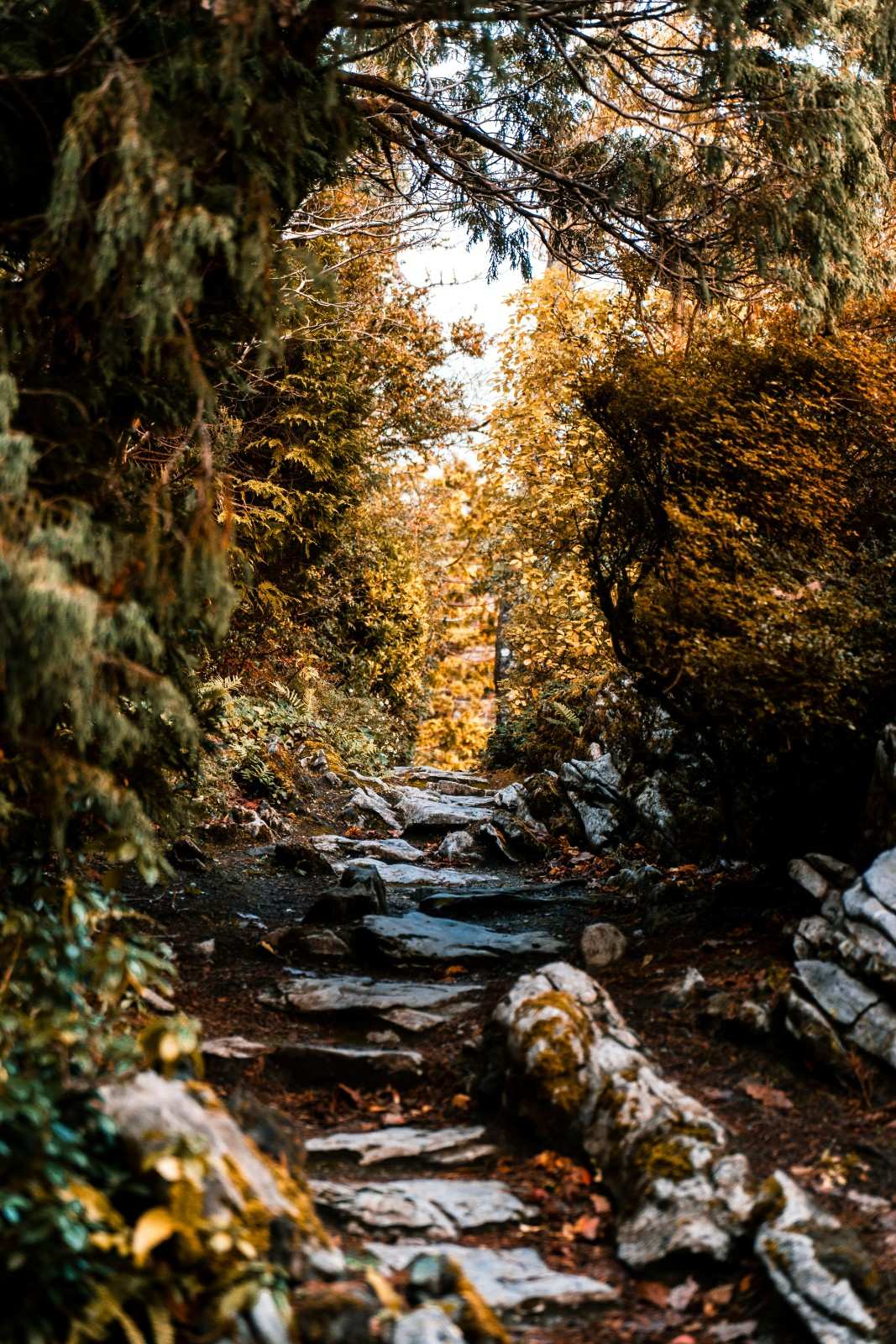 Killarney National Park 