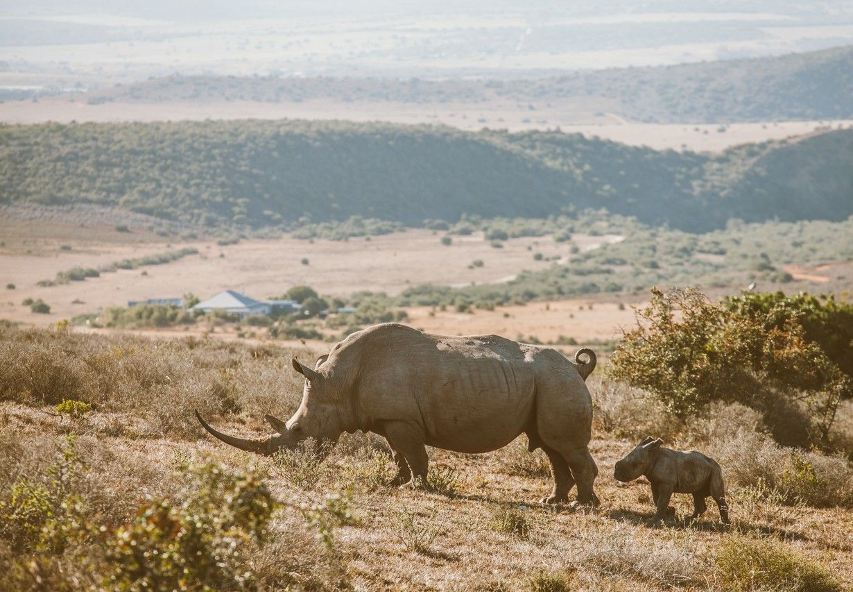 Rhinoceros in Kruger National Park