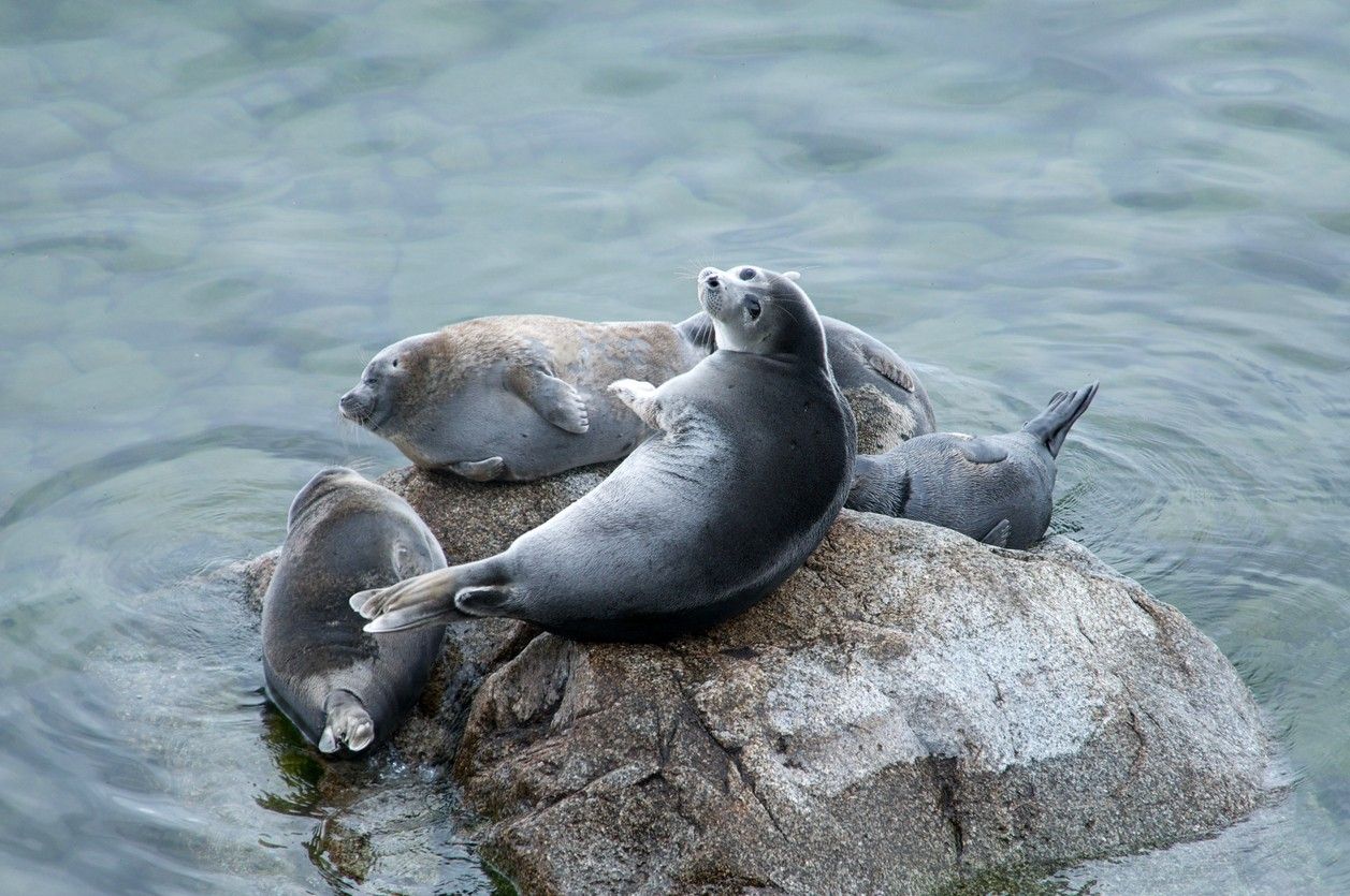 Seals at Lake Baikal