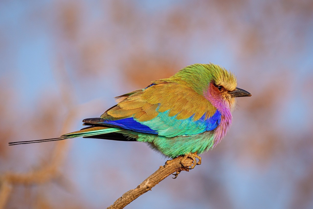 Lilac-Breasted Roller