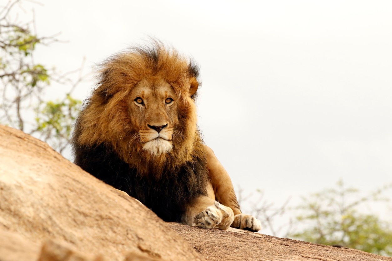 lion in Kruger National Park