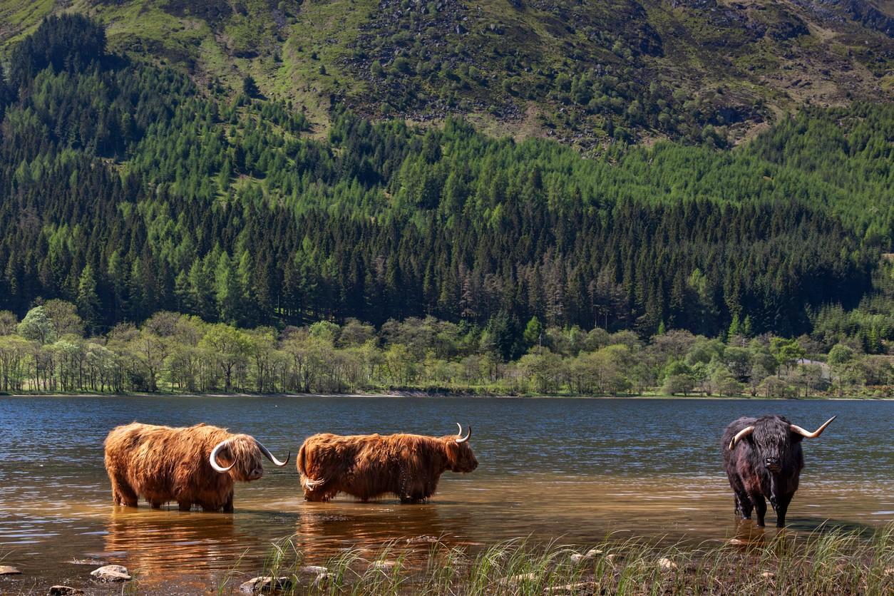 Loch Lubnaig, Scottish Highlands