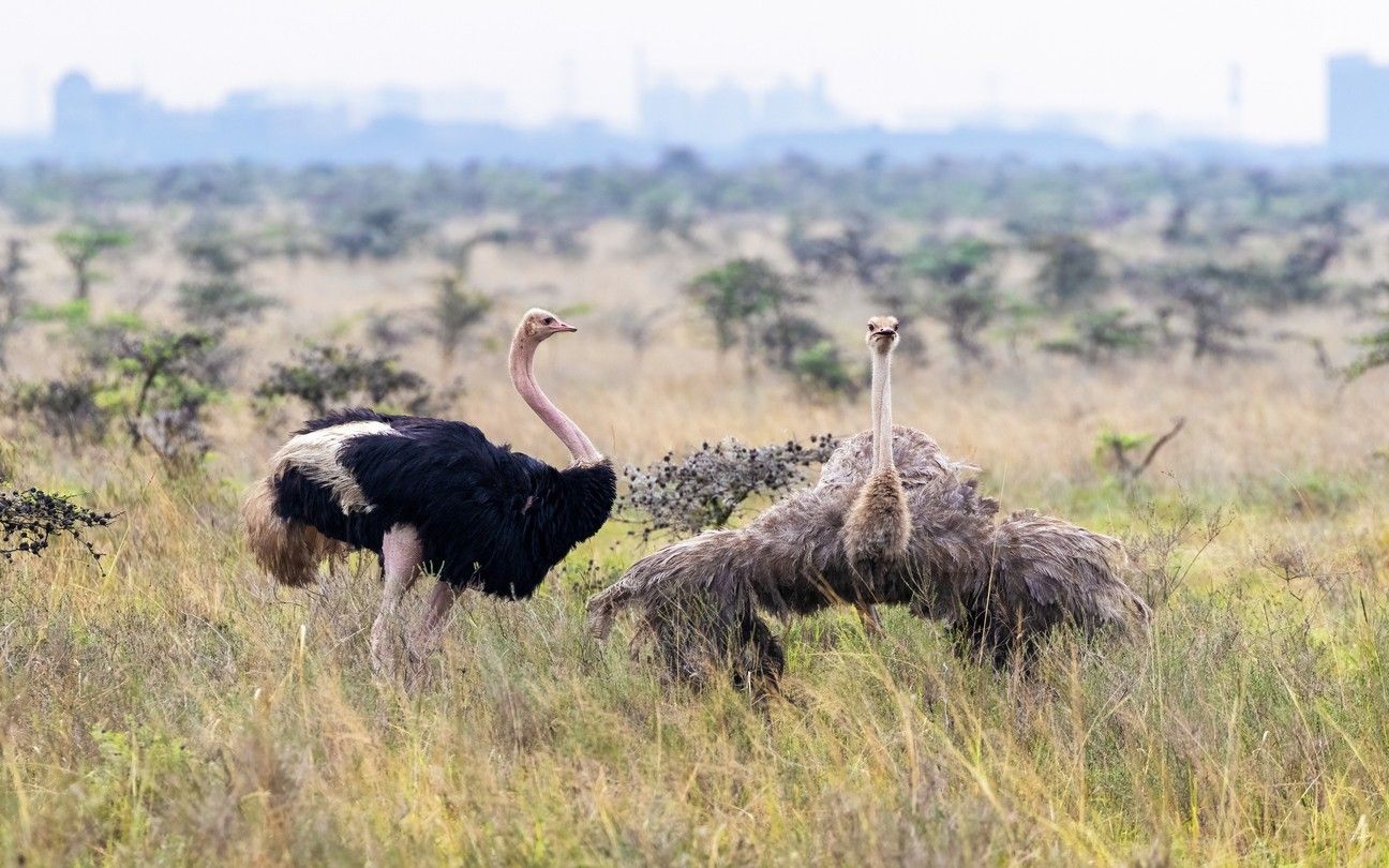 Nairobi National Park