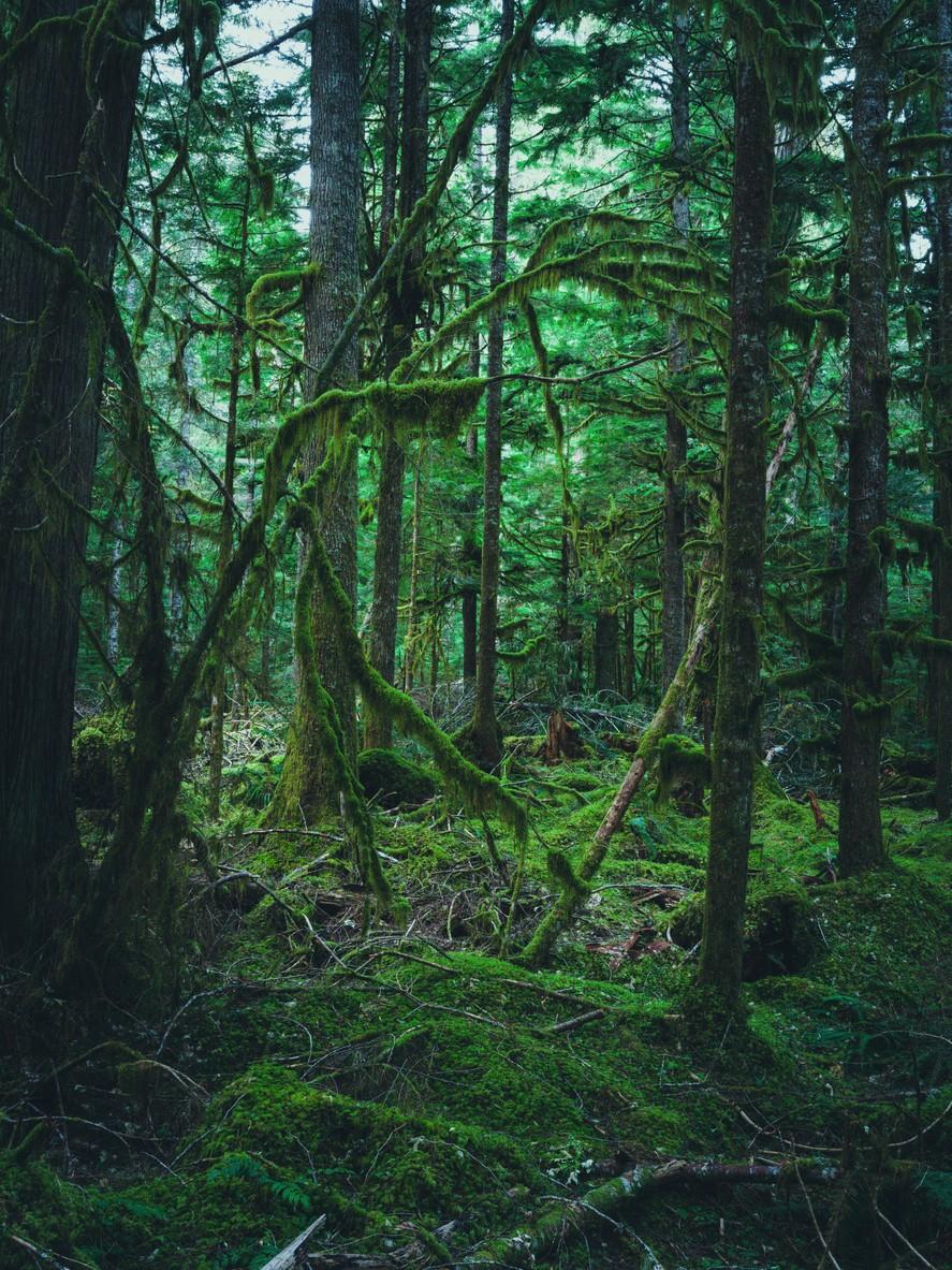 Olympic National Park