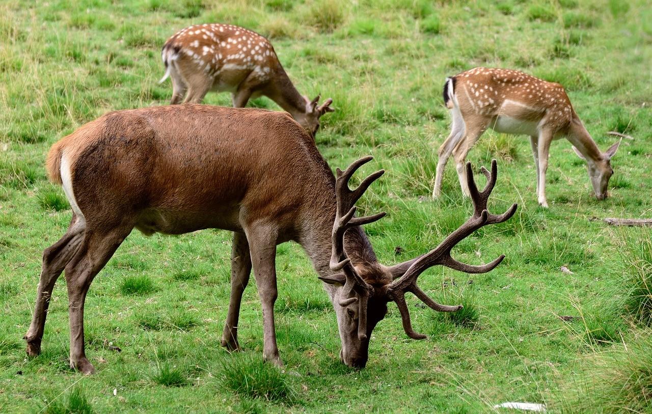 Powis Castle Deer Park