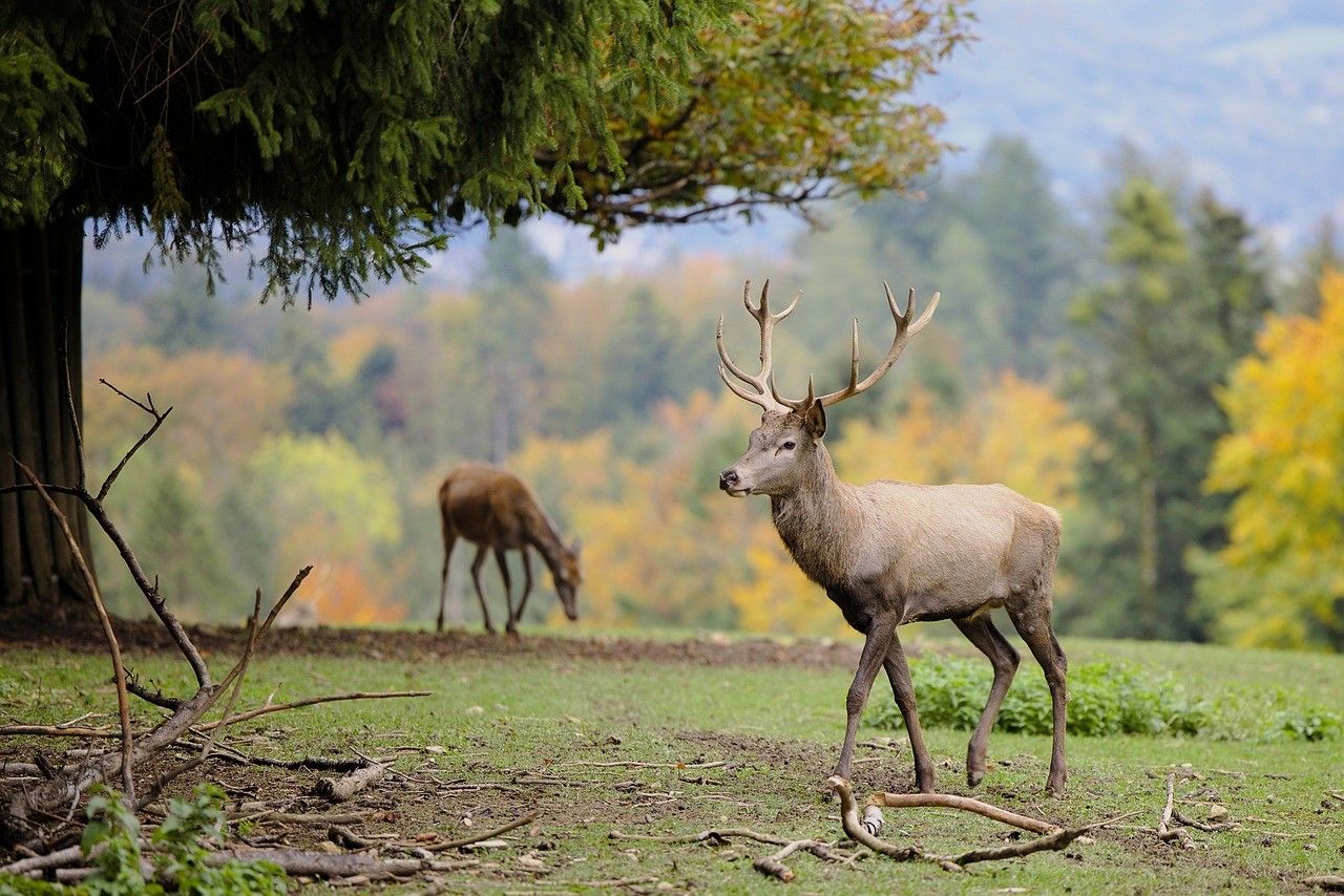 Powis Castle Deer Park