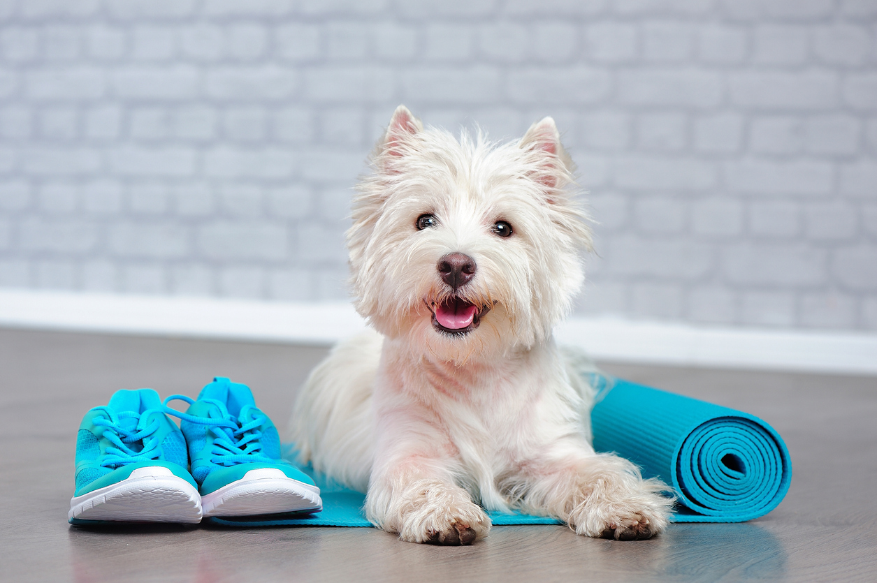 dog on yoga mat