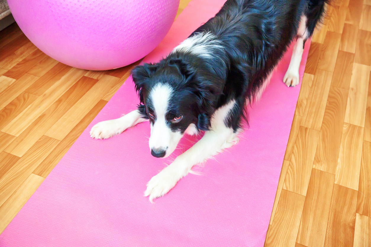 dog on yoga mat