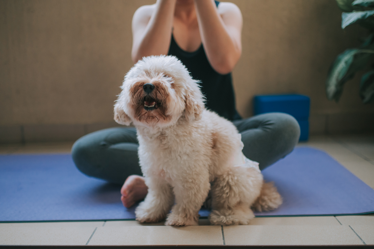 puppy on yoga mat