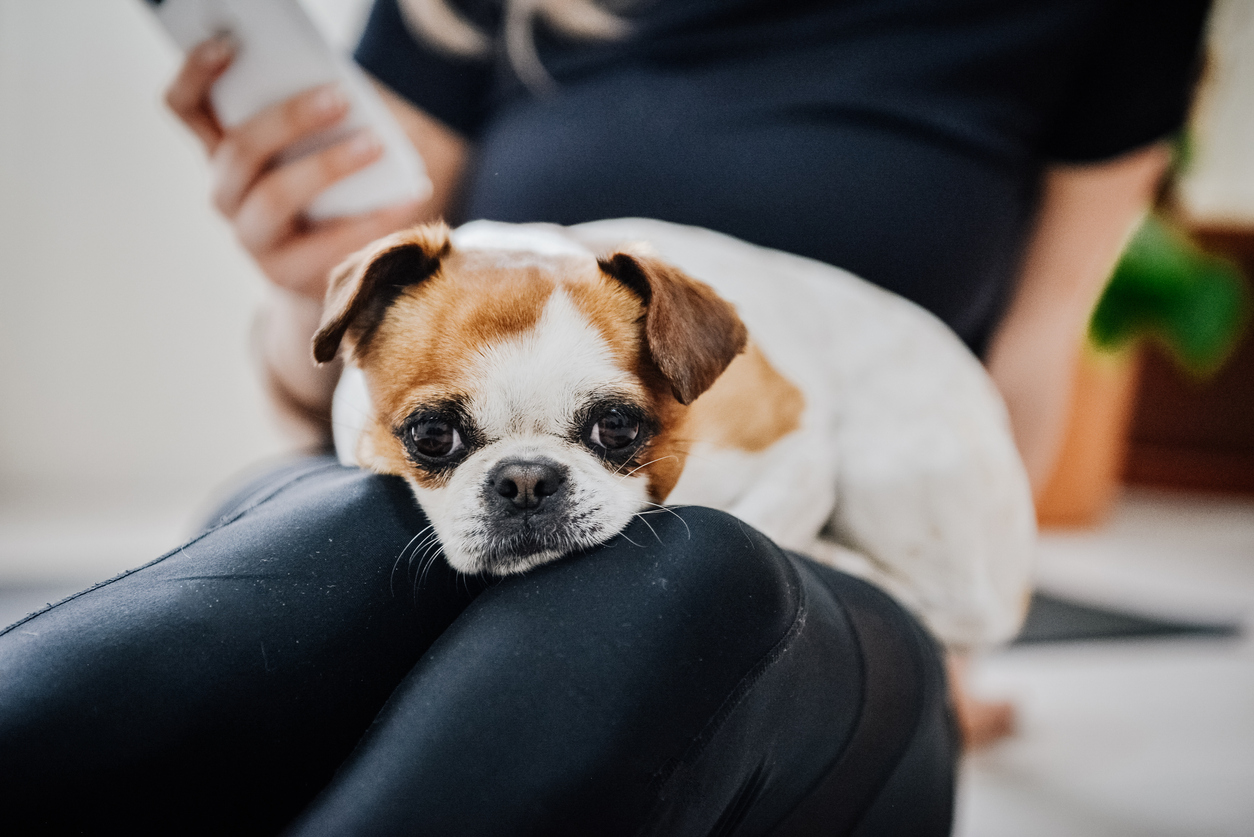 puppy on woman's laps