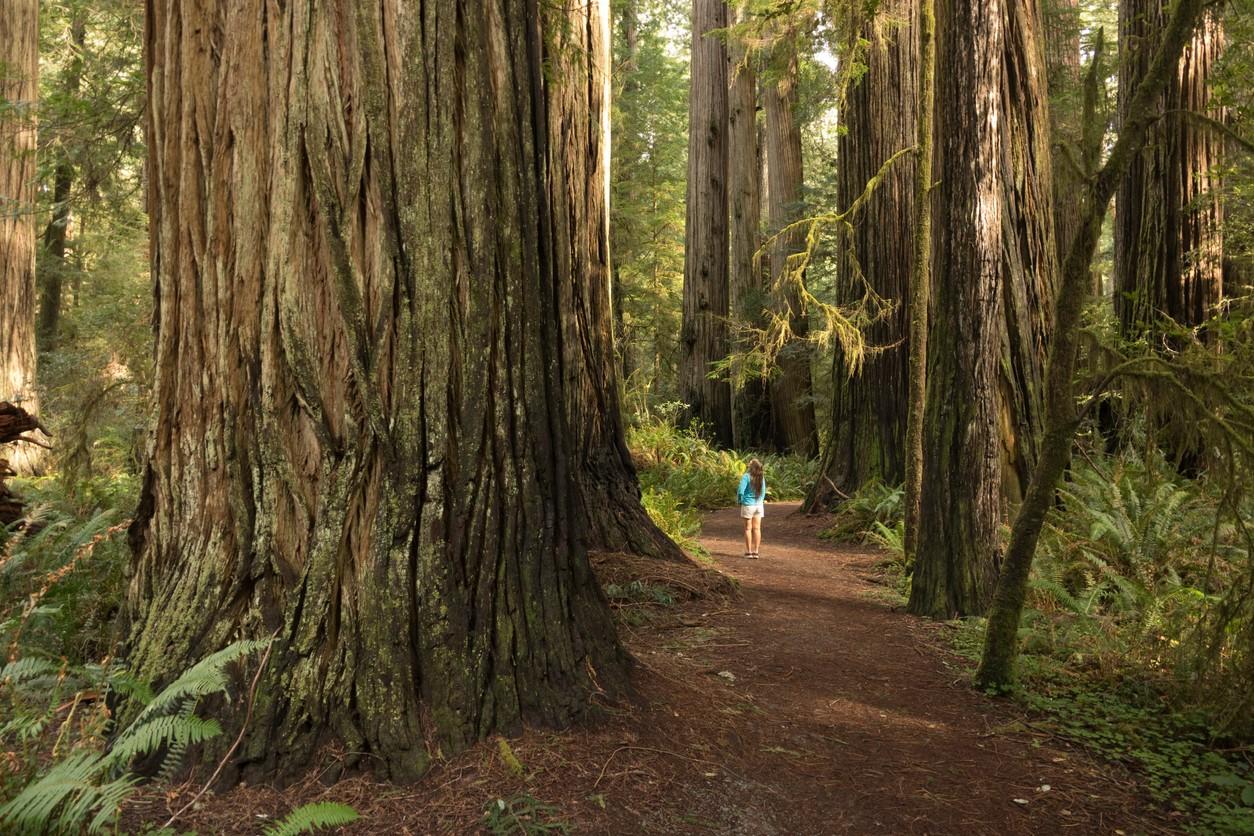 Redwood National and State Parks