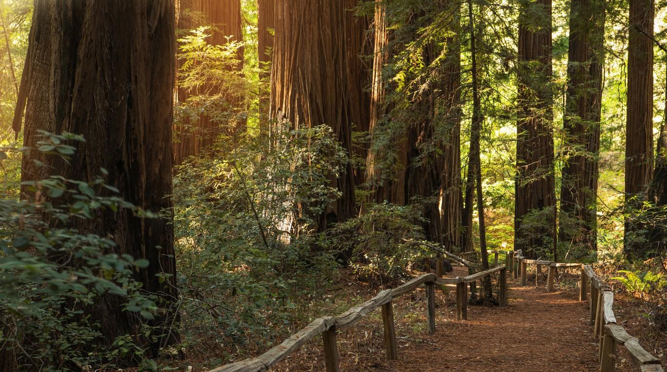 Redwood National and State Parks