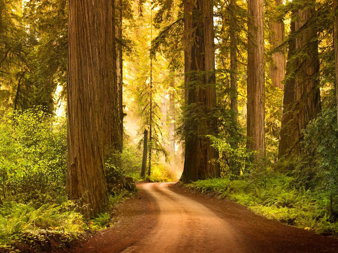 Redwood National and State Parks