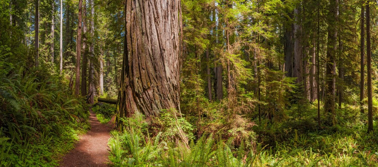 Redwood National and State Parks