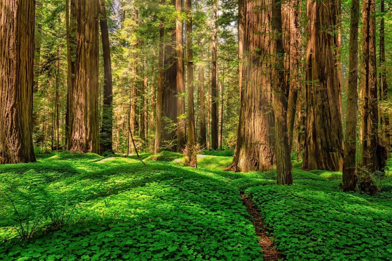 Redwood National and State Parks