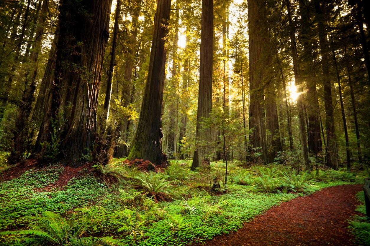 Redwood National and State Parks