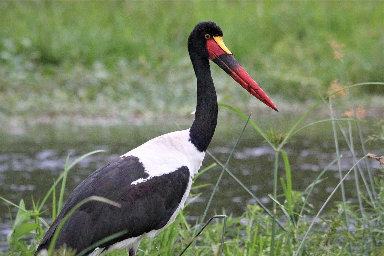 Saddle-Billed Stork