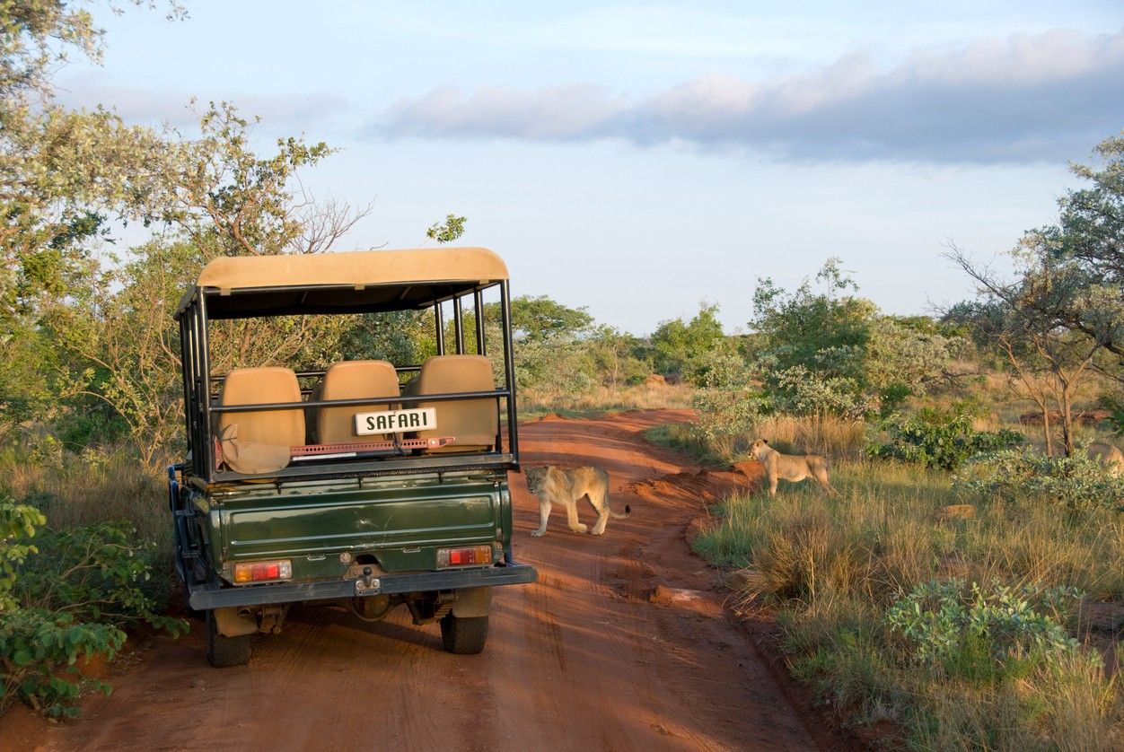 Kruger national park 