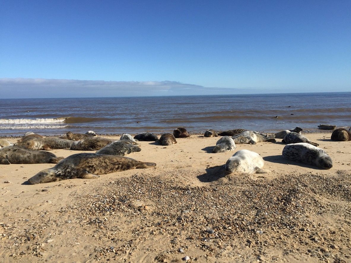 Seals at Horsey Beach