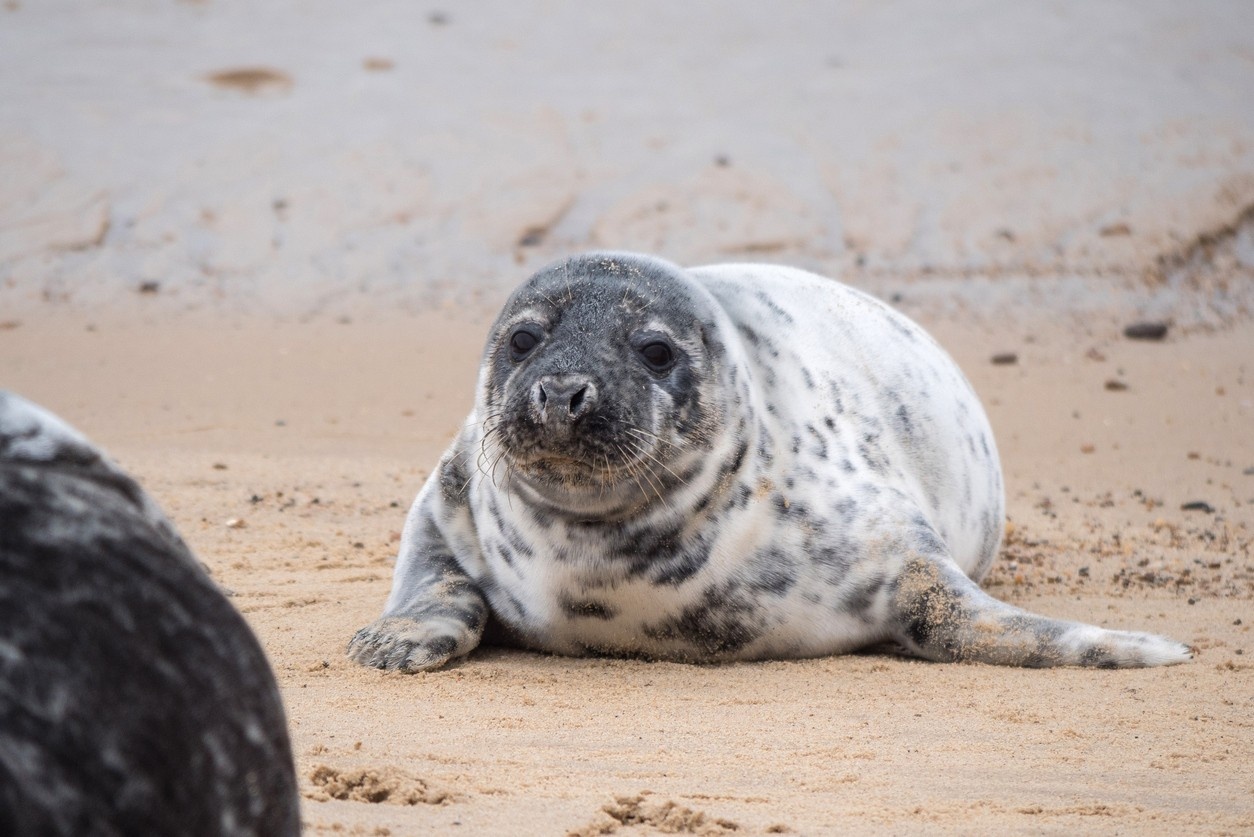 Baby Seal