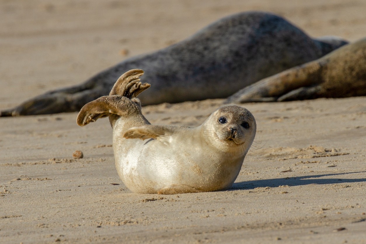 Baby seal