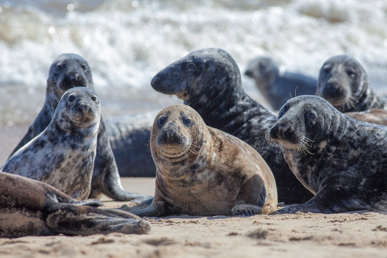 Seals at Horsey Beach