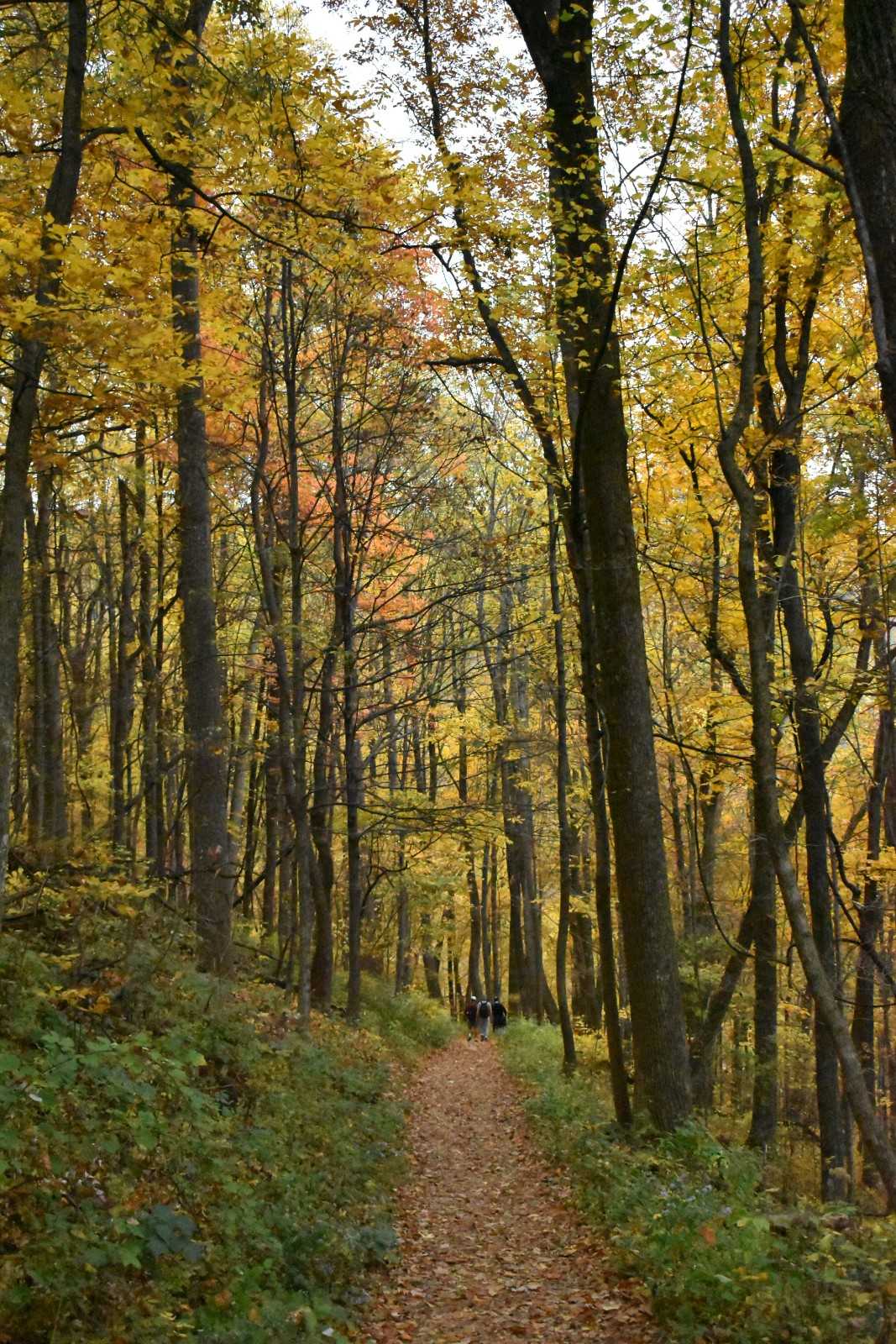 Shenandoah National Park 