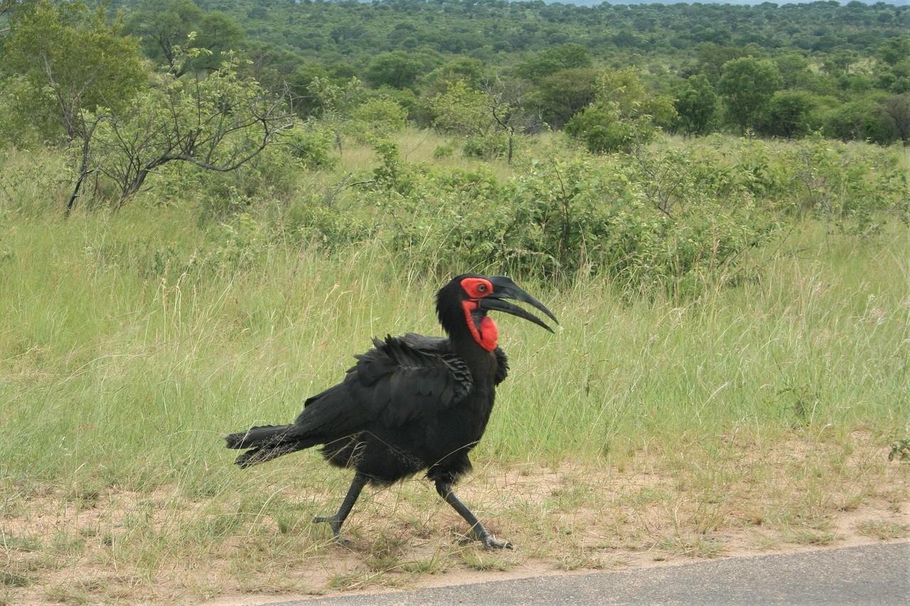 Southern Ground Hornbill