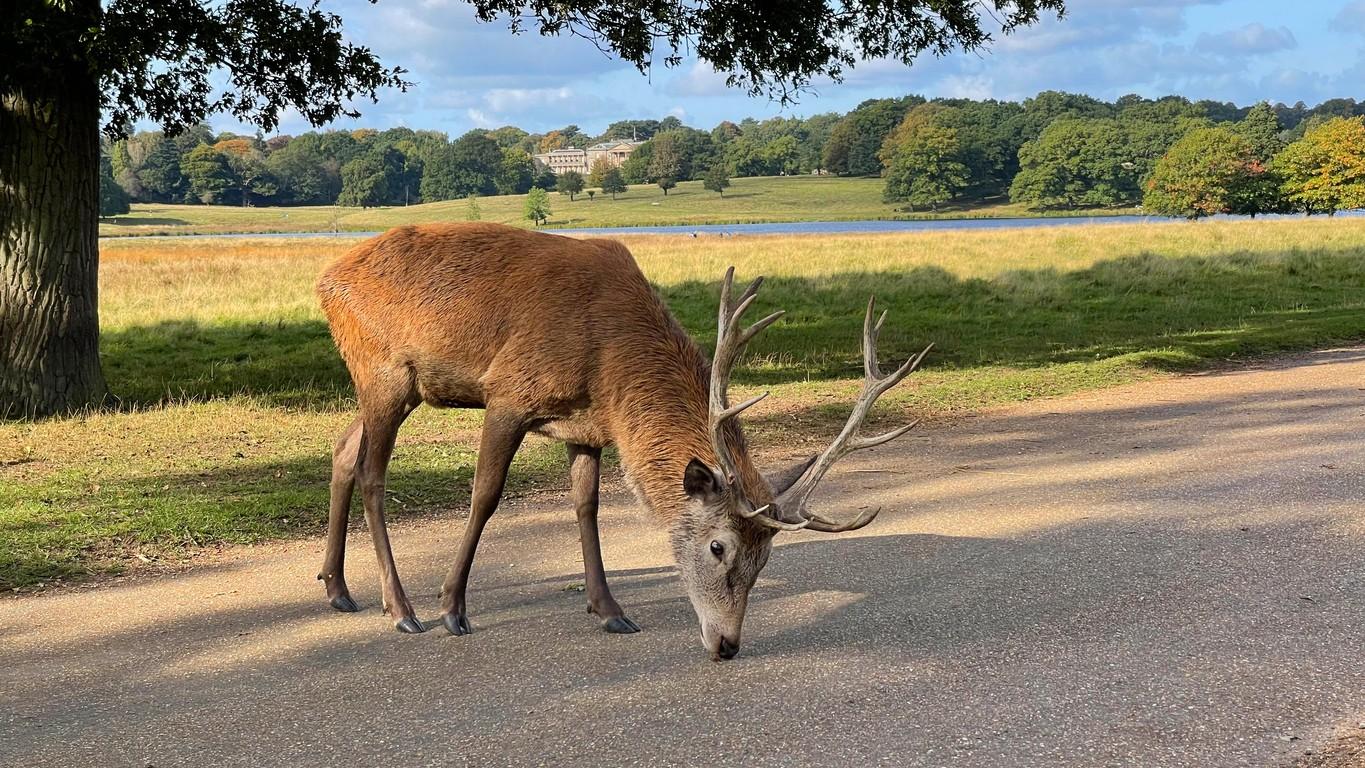 Tatton Park