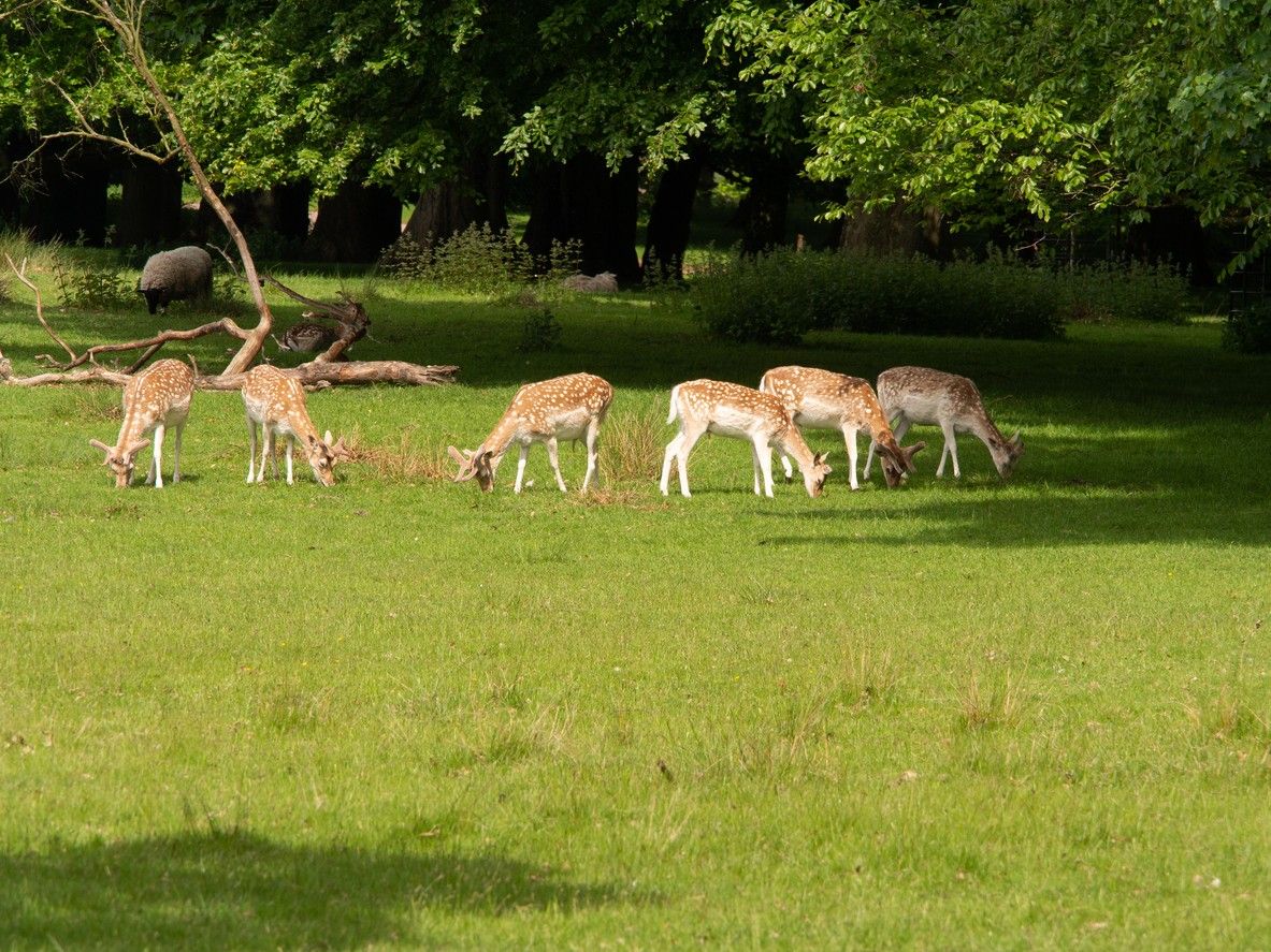 Tatton Park