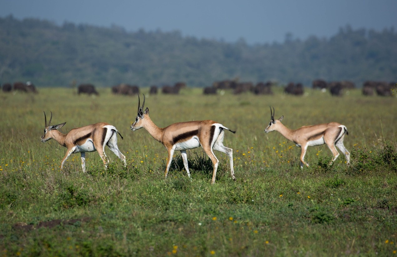 Nairobi National Park