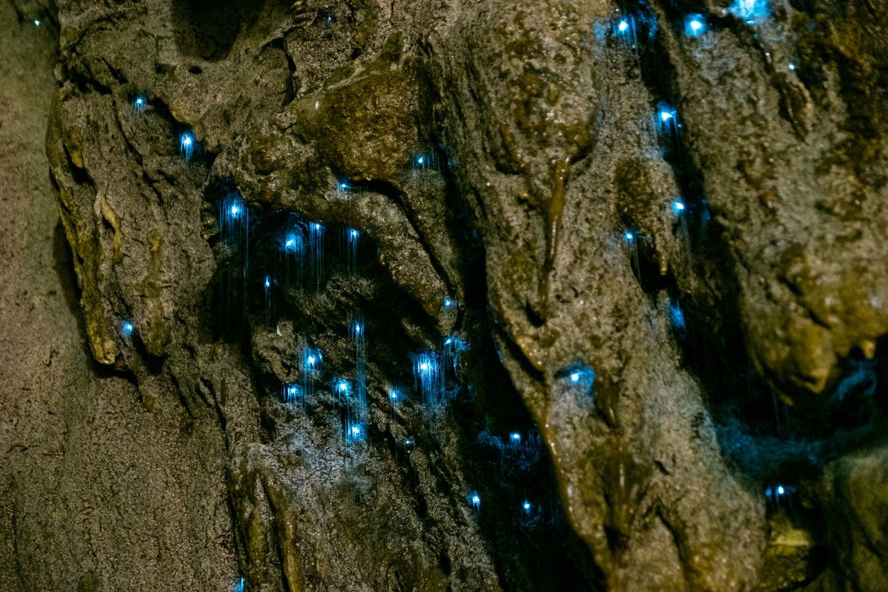 Waitomo Glowworm Caves