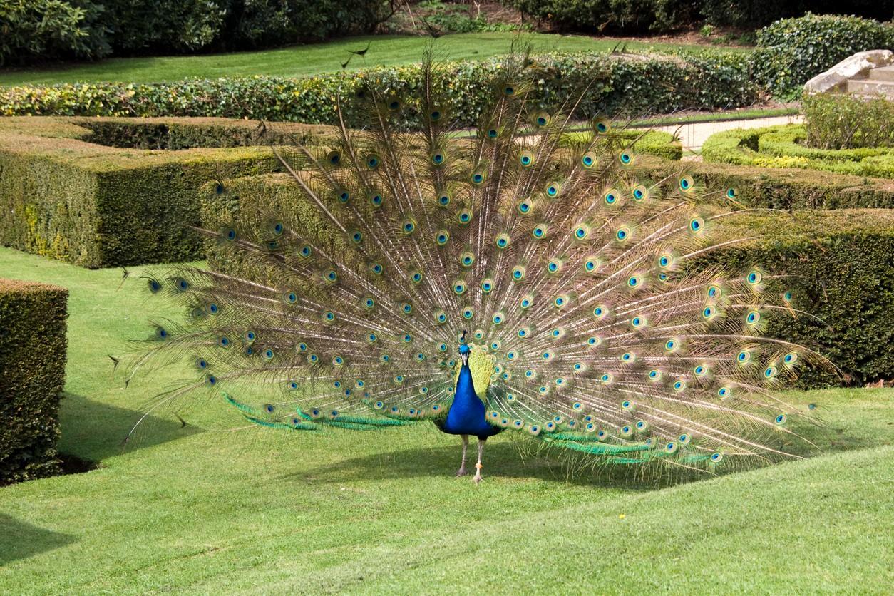 The Peacock Garden