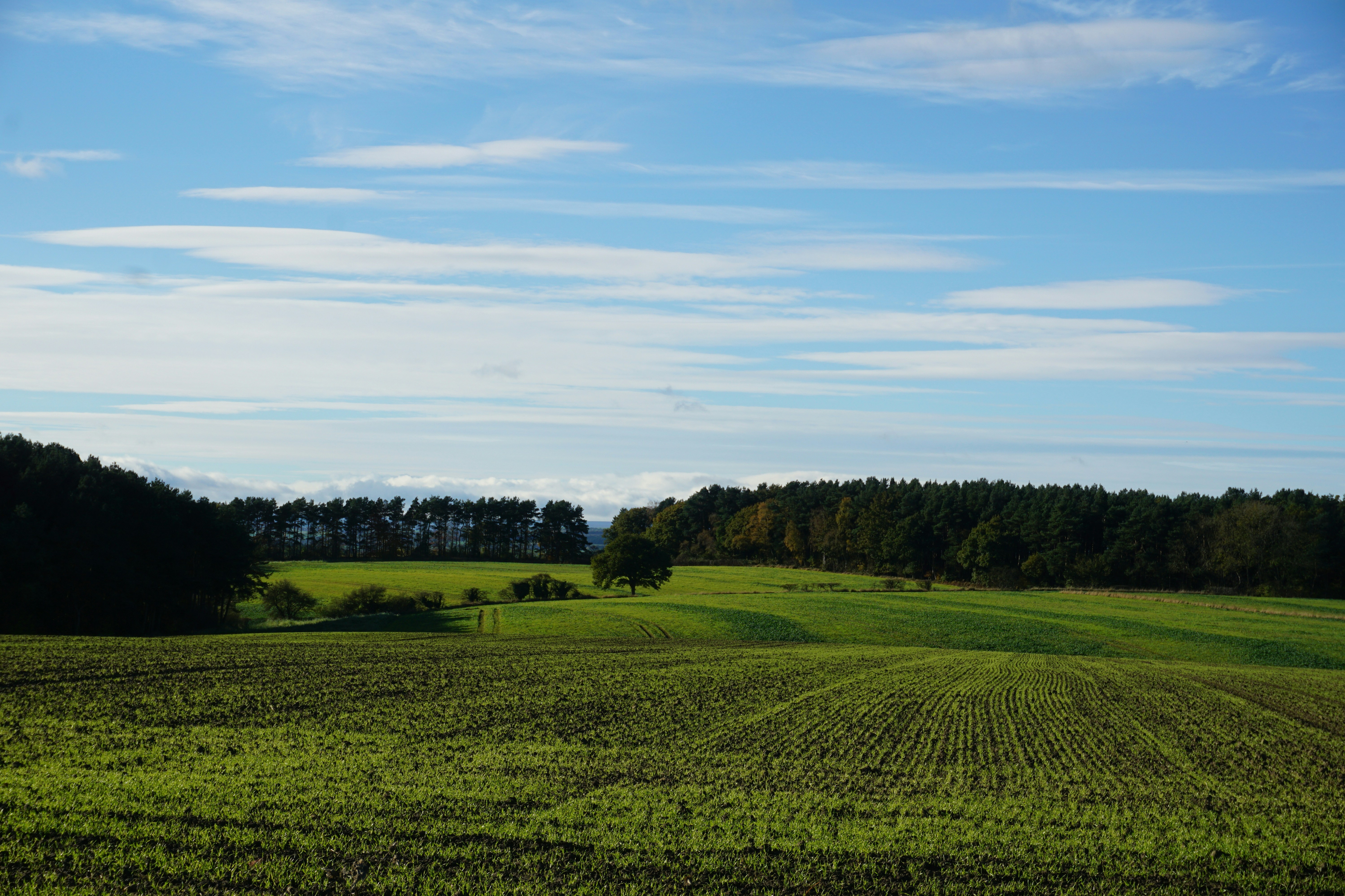 field in england