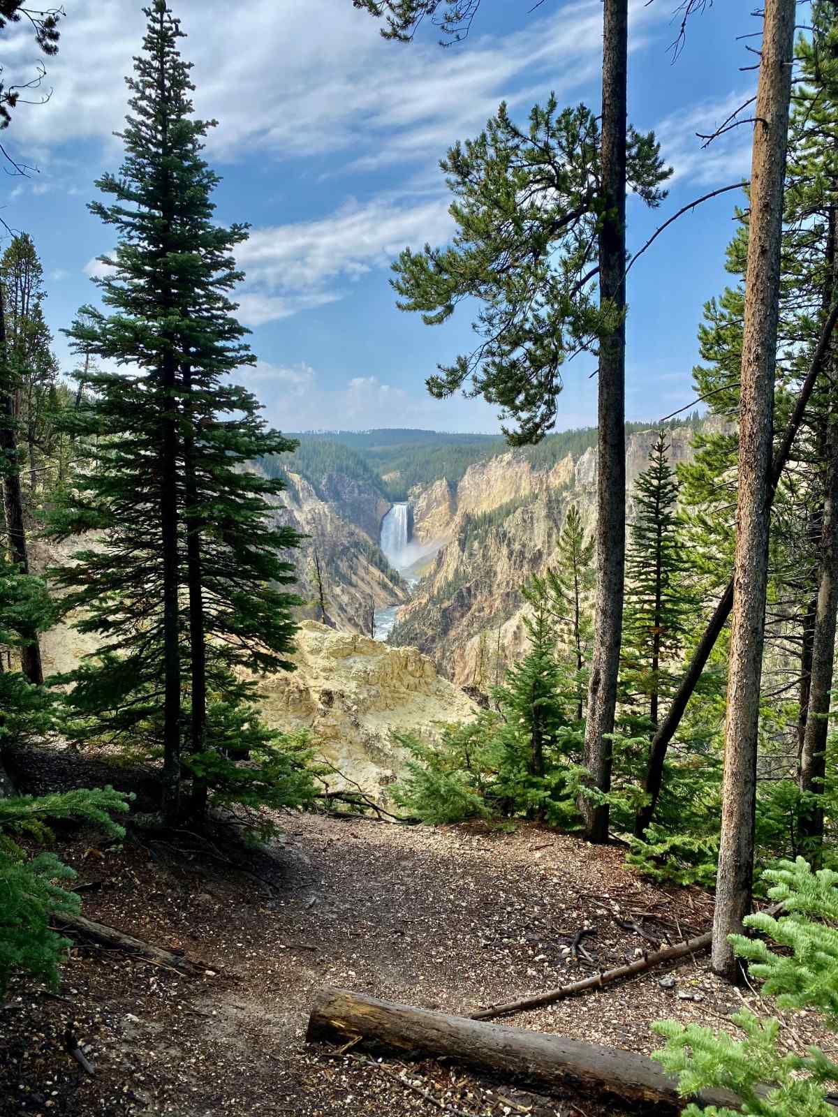 Forest in the Yellowstone National Park