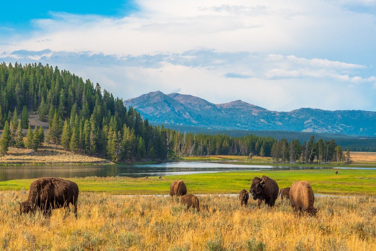 Yellowstone National Park