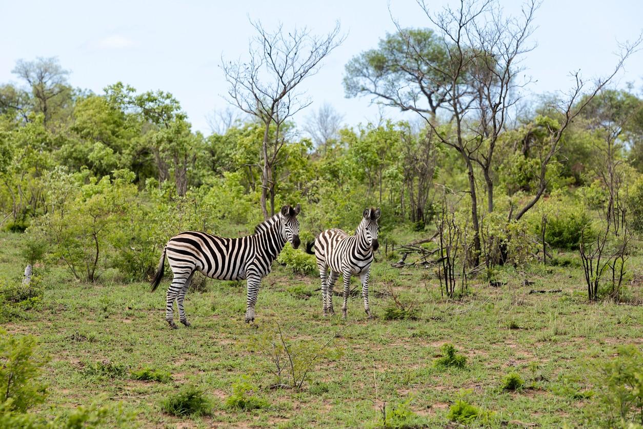 Zebras in Kruger National Park