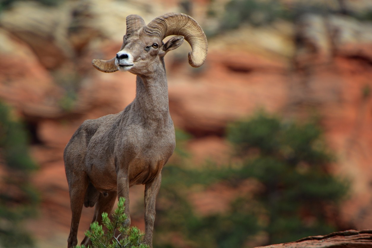 Zion National Park