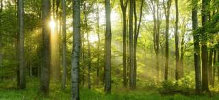 Green Natural Beech Tree Forest illuminated by Sunbeams through Trees